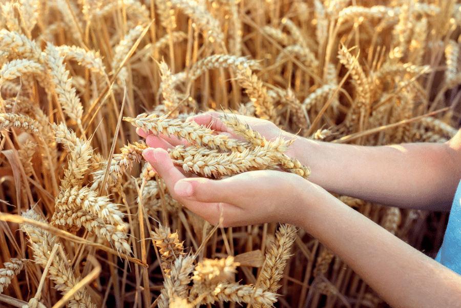 Es-mas-cara-la-comida-ecologica