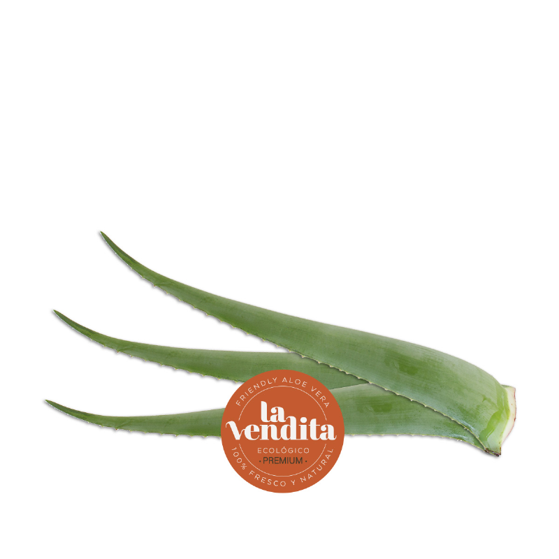 hoja de aloe vera ecológica