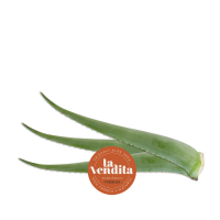 Hoja de Aloe vera ecológica